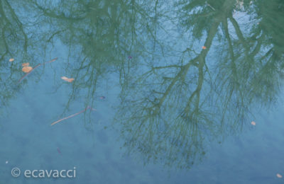 alberi riflessi nel naviglio martesana