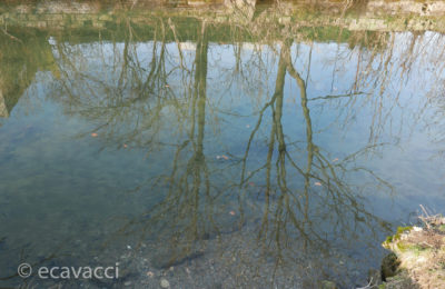 alberi riflessi nel Martesana