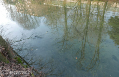 vedere vari uccelli facednouna passeggiata lungo il naviglio Martesana