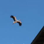 volo di cicogna in cielo durante la giornata mondiale dell'ambiente