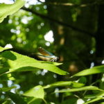 bellissima libellula damigella